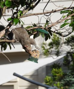 Premium Steel Sunflower Seed and Peanut Feeder, 9.5" Tall, Wild Bird Feeder for Woodpeckers, Titmice, Nuthatches, Chickadees, Jays and More, Gifts for Mom, for Women, Gifts for Dad 9.5 inch 27 71MmxOs8ebL