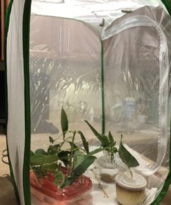 RESTCLOUD Insect and Butterfly Habitat Cage Terrarium Pop-up 24 Inches Tall with 10Pcs 10ML Floral Tubes 49 71MnZtj66wL