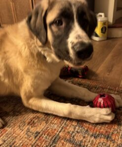 KONG Stuff-A-Ball Treats Dispense Dog Toy - Stuffable Dog Toy - Stuff Treats for Mental Enrichment - Dental Dog Toy for Healthy Teeth & Gums - Large Dogs Standard Packaging 24 71MpLVtNXpL