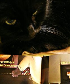 Star Trek Cats: (Star Trek Book, Book About Cats) (Star Trek x Chronicle Books) 14 71Mr7KynUtL