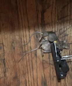 Snap-E 12-001-00-1 6 Pack Mouse Trap, Black 39 71MrJ3Mx3aL