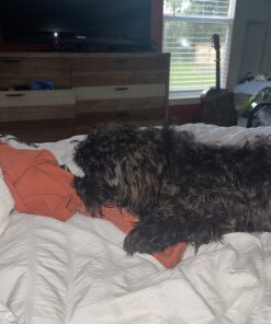 Nylabone Power Chew Dog Toy - Dog Toys for Aggressive Chewers - Indestructible Dog Toys for Aggressive Chewers Large Breed - For Extra Large Dogs - Bacon Flavor X-Large/Souper (1 Count) X-Large/Souper - 50+ lbs. 42 71Ms4f9kVCL