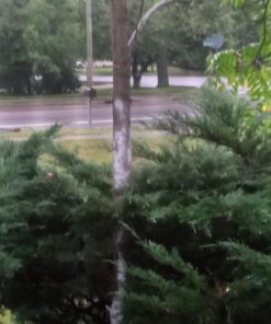 Southern Homewares Pesticide Diatomaceous Powder-Duster Earth Hand Bellows Powder Duster 17 71Ms7KRuebL