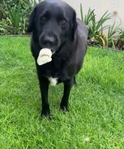 Grand Valley Pet Products 8-9" Natural Flavor Dog Rawhide Chewsomes Knotted Bones (5 Pack) - Rawhide Bones for Large Dogs - 100% USA-Sourced Rawhide - Single Ingredient - Dental Dog Chew Rawhides Natural - 5 Pieces 33 71MxExHfHpL