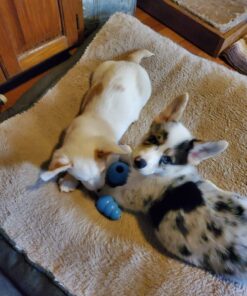 KONG - Puppy Toy Natural Teething Rubber - Fun to Chew, Chase and Fetch - for Small Puppies - Blue 31 71MzAR NL5L