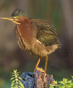 Sigma 2.0x Teleconverter TC-2001 for Nikon Nikon SLR Mount 21 71N iyZsnuL