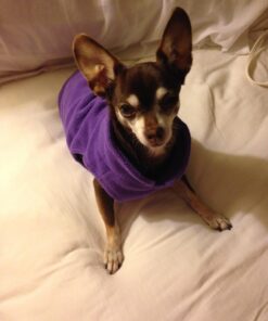 Gooby Fleece Vest Dog Sweater - Lavender, Medium - Warm Pullover Fleece Dog Jacket with O-Ring Leash - Winter Small Dog Sweater Coat - Cold Weather Dog Clothes for Small Dogs Boy or Girl Medium chest (~16") 45 71N2MHWEl6L