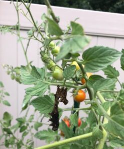 Safer Brand 5163 Caterpillar Killer II Concentrate, 16 Oz For Insects 1 Pack 28 71N3UEzu7BL