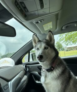 Advantus (Imidacloprid) Chewable Flea Treatment for Large Dogs, 7 Count, 23-110 Pound 31 71N6G1Dx9L