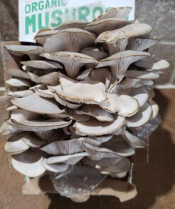 Back to the Roots Organic Oyster Mushroom Grow Kit, Harvest Gourmet Mushrooms In 10 Days 1 Count (Pack of 1) 58 71N6ig6B6AL