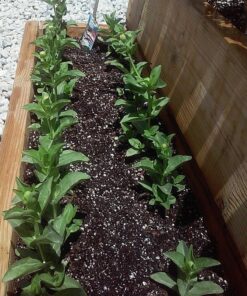 SUNGRO Horticulture SUGRBG16QT 1402040.Q16U Qt U 16 Quart All Organic Potting Soil 14 71N7uQ1rj4L