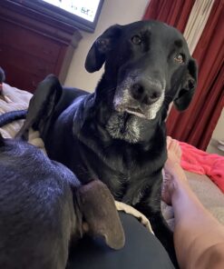 TevraPet FirstAct Plus Flea and Tick Topical for Dogs 45-88 Pounds, 3 Applicators 17 71N8jIwy78L