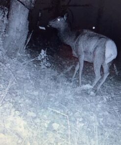 Moultrie Feed Station, Choose Model Feed Station II 32 71N9TofxFGL