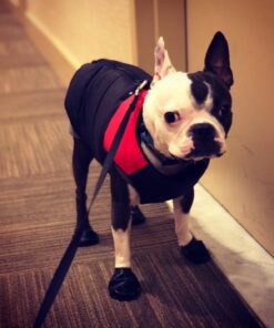 Gooby Padded Vest Dog Jacket - Red, Medium - Warm Zip Up Dog Vest Fleece Jacket with Dual D Ring Leash - Winter Water Resistant Small Dog Sweater - Dog Clothes for Small Dogs Boy and Medium Dogs Medium chest (18.25") 1 40 71NB8iloI6L