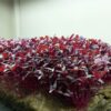 25,000+ Microgreens Seeds- Red Amaranth 43 71NBGD1phlL