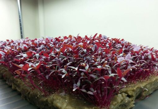 25,000+ Microgreens Seeds- Red Amaranth