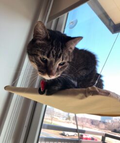 Oster Sunny Seat Window-Mounted Cat Bed, 50 Pounds 43 71NBgfZrqmL