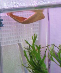 Aqueon Betta Falls 3 Section Aquarium Fish Tank With QuietFlow Power Filtration, Black 58 71NDjfBmBSL