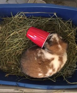 Pureness Giant Cat Litter Pan, Assorted Colors 30 71NEhL8SHiL