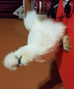 20 Chicken Charm 2 Poultry Leg Bands - Fits Sizes 6 to 14 25 71NG6lqqa8L
