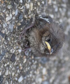 Nikon D3300 DX-format DSLR Kit w/ 18-55mm DX VR II & 55-200mm DX VR II Zoom Lenses and Case (Black) 42 71NIBddVMiL