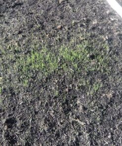 Jonathan Green (12005) Black Beauty Sun & Shade Grass Seed - Cool Season Lawn Seed (7 lb) 7 lb 18 71NIL9RyZ6L 1