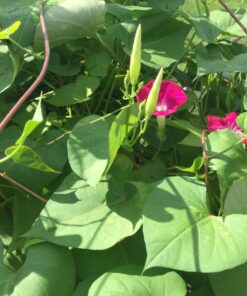 Flower Morning Glory Top of The Morning FBA-7776 (Multi) 50 Non-GMO, Heirloom Seeds 32 71NJ79enLL