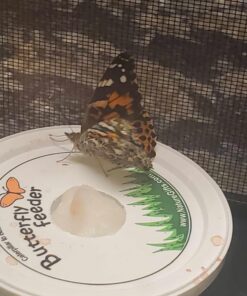 10 Live Caterpillars Shipped Now: Butterfly Kit Refill 41 71NKh4WgrGL