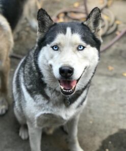 A+D Original Diaper Rash Ointment, Prevents & Protects Diaper Rash, Moisturizes & Heals Dry Skin With Vitamins A&D, 16oz Jar 51 71NMuGnzyjL