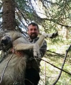 Vortex Optics Viper HS-T Second Focal Plane Riflescopes VMR-1 (MOA) 6-24x50 32 71NNz1axZL