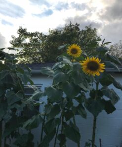 Mammoth Grey Stripe Sunflower Flower Seeds, 50+ Heirloom Seeds Per Packet, (Isla's Garden Seeds), Non GMO Seeds, Botanical Name: Helianthus annuus 32 71NOqd4 ciL