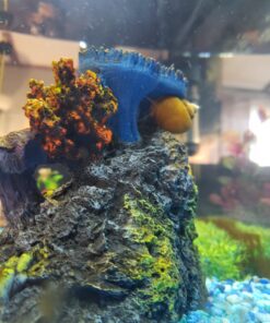 Golden Mystery Snail - 1/2"-2" - Algae Eater for Aquariums 50 71NPEfcNjkL