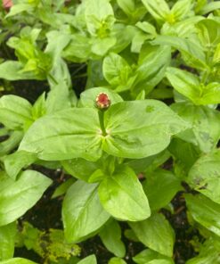 Outsidepride Zinnia Elegans Lilliput Heat & Drought Tolerant Garden Cut Flower Mix - 1000 Seeds Lilliput Mix 73 71NQJYLwX9L