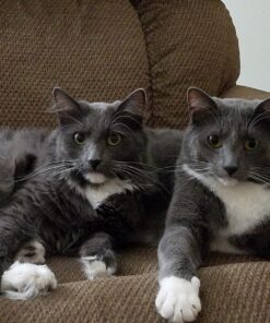 Hill's Science Diet Dry Cat Food, Adult, Perfect Weight for Healthy Weight & Weight Management, Chicken Recipe, 15 lb. Bag 15 Pound (Pack of 1) 42 71NTwV1nkML