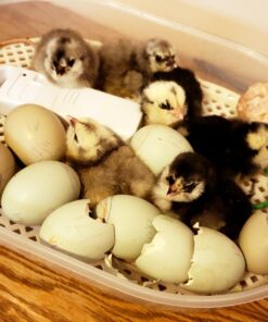 HBlife Digital Egg Incubator for Hatching 9-12 Chicken, Quail and Duck Eggs, with Fully Automatic Egg Turning and Temperature Display, Hatcher for Turkeys, Birds, Parrots and Poultry 39 71NU9eZZFKL