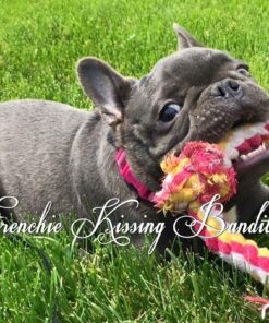 SportDOG No Bark Collar SBC-R 15 71NWGTfF2QL