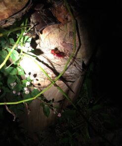 Boric Acid Granular Powder 5 Lb. Create Your own Solution 7 71NWUsrj6fL