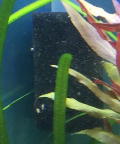 Zanyzap Pre-Filter Sponge 3 Pack for Fluval Edge Aquarium 32 71NXQ cf4qL