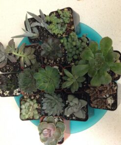 Succulent Assorted Pack- Perfect for Weddings, Party Favors, Home Gardens, and Social Events by Jiimz (15 Pack) 54 71NXjmapyWL 1