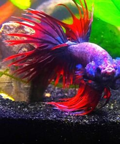 SunGrow Aquarium Maintenance Kit with Priming Bulb, 65-Inches, Easy to Use, Perfect for Small Fish Tanks, 2-Minutes to Assemble (3.5" nozzle length) Blue Sand Cleaner ( 3.5" nozzle length ) 30 71NYF8CwbmL