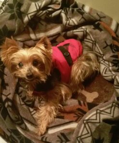 K&H Pet Products Heated Pet Bed Warmer Waterproof Pet Heating Pad for Cat Beds and Dog Beds, Tan Small 32 71NYRYKGw1L