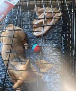 MidWest Homes for Pets Dog Crate Life Stages 36' Double Door Folding Metal Dog Crate | Divider Panel, Floor Protecting Feet, Leak-Proof Dog Pan | 35.63 in x 24.45 in x 21.93 in ,Intermediate Dog Breed 36.0"L x 23.0"W x 25.0"H Lifestages; Double Door 44 71NYvuH8HEL