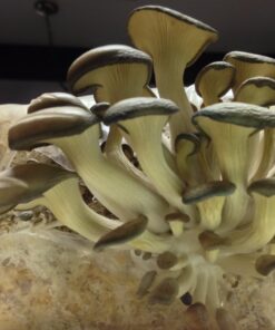 Organic Blue Oyster Mushroom Growing Kit 39 71NZbKbczrL