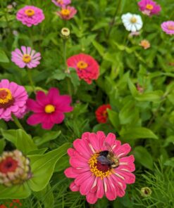 Zinnia - California Giant Mix - Bulk Pack 5,000 Seeds by Seeds2Go 23 71Nc2lG6OL