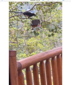 Edible Birdhouses | Reseedable Wooden Birdhouse Covered w/Birdseed | Squirrel Proof Bird Feeder | Made in The USA (SD) Short Dark Roof 32 71NfP1ZKOkL