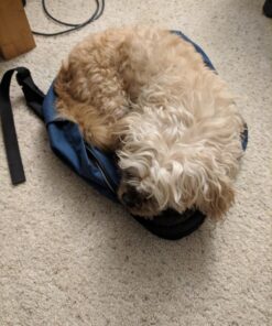 Amazon Basics Classic School Backpack - Navy 1-Pack Backpack Only 41 71Ngl2p9gtL