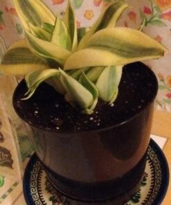 Espoma Organic Potting Soil Mix - All Natural Potting Mix For All Indoor & Outdoor Containers Including Herbs & Vegetables. For Organic Gardening, 8qt. bag. Pack of 1 56 71NiGcze9BL