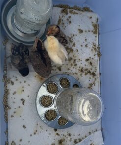 Rocky Mountain Goods Chick Feeder Base for Jar - Jar Feeder for Small Birds and Chickens - Galvanized Rust Proof Steel - 8 Feed Holes - Easy to Attach Glass or Plastic jar 9 71NisMlH VL