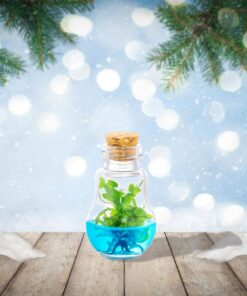 Alternative view of Venus Fly Trap, Grow Your Own Venus Flytrap in a 100% Self Sustaining Glass Terrarium, Maintenance Free, Easy to Grow, Healthy Growth Guarantee