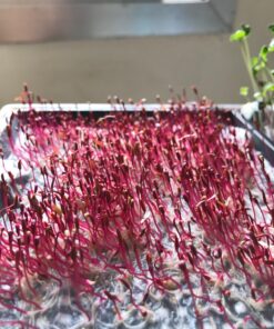 25,000+ Microgreens Seeds- Red Amaranth 17 71NkXe86WzL